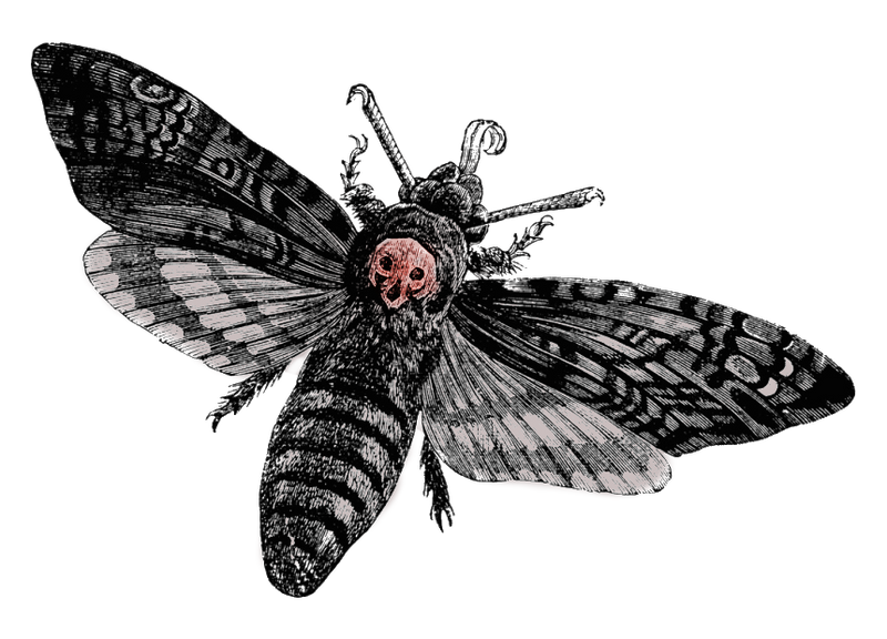 Death-head hawk moth